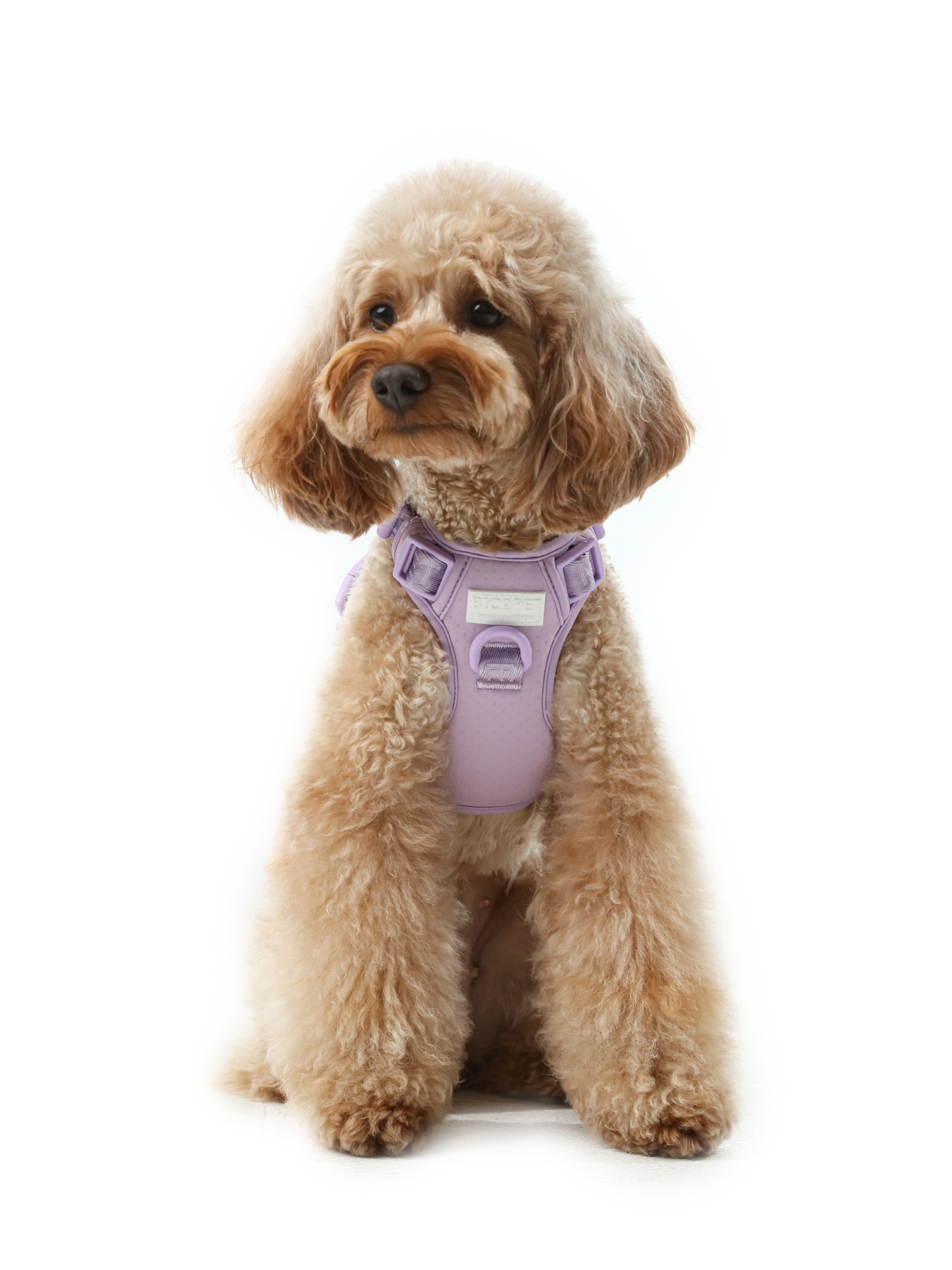 NO PULL ACTIVE  PET HARNESS - MINT PURPLE-thumbmail-2