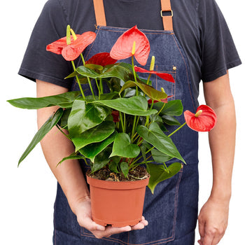 Anthurium 'Red'-thumbmail-4