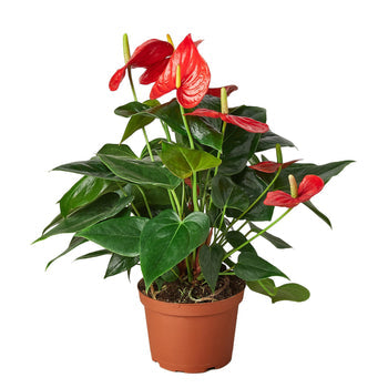 Anthurium 'Red'-thumbmail-5