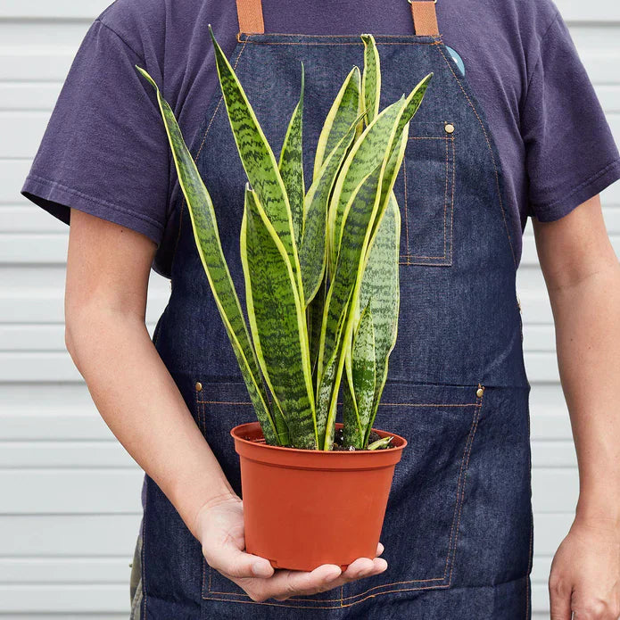 Snake Plant Laurentii-thumbmail-3