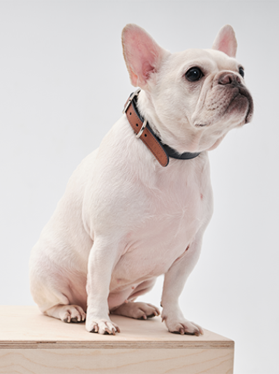 HART DOUBLE COLORS COLLAR - BLUE ORANGE-thumbmail-2
