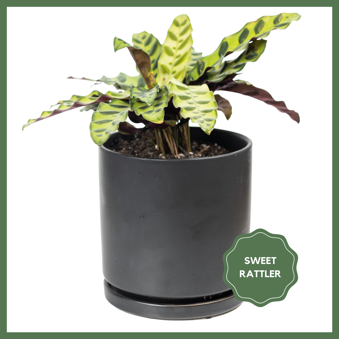 Greenhouse Choice - Surprise Plant-thumbmail-5