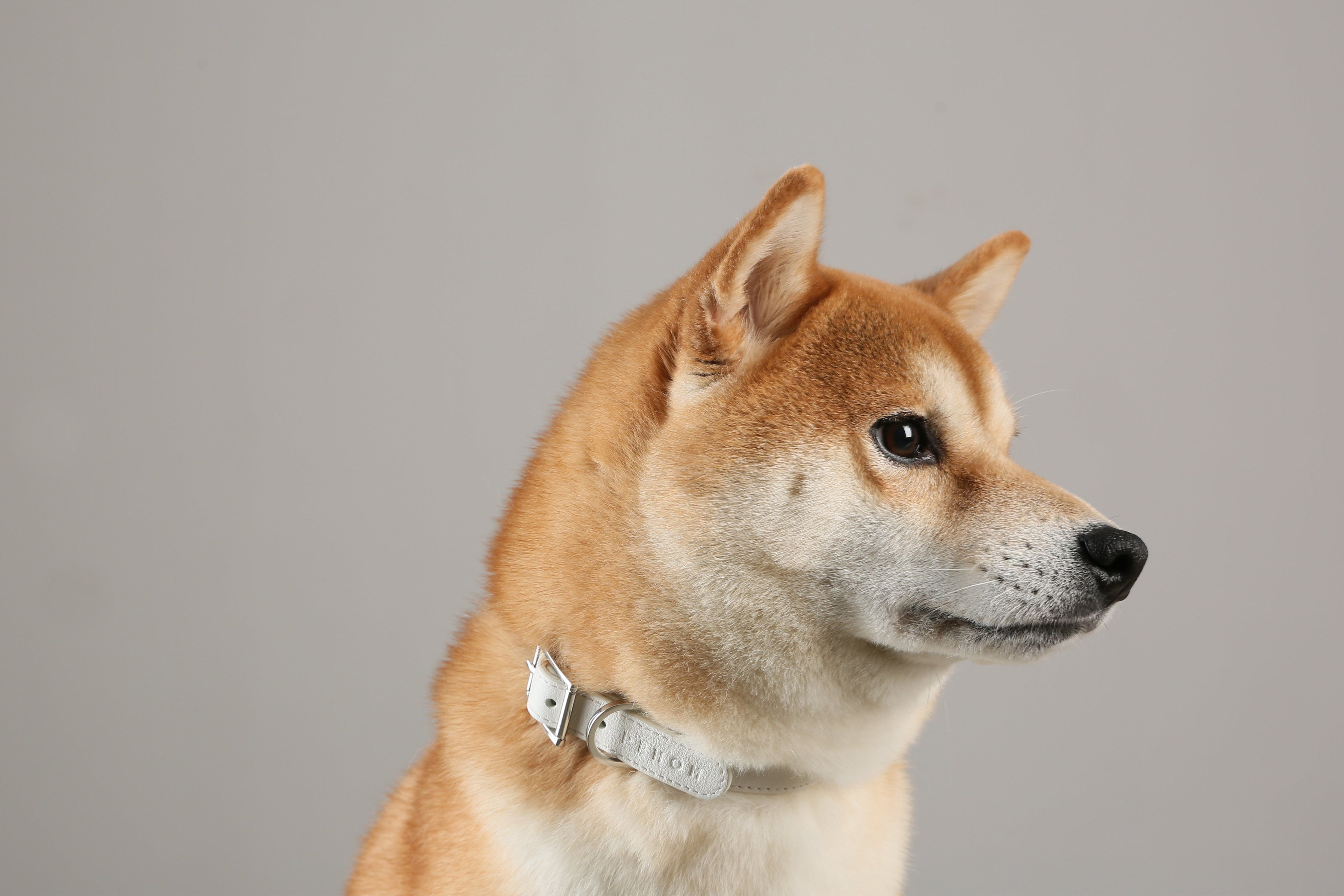 Andersen Calfskin Pet Collar-thumbmail-5