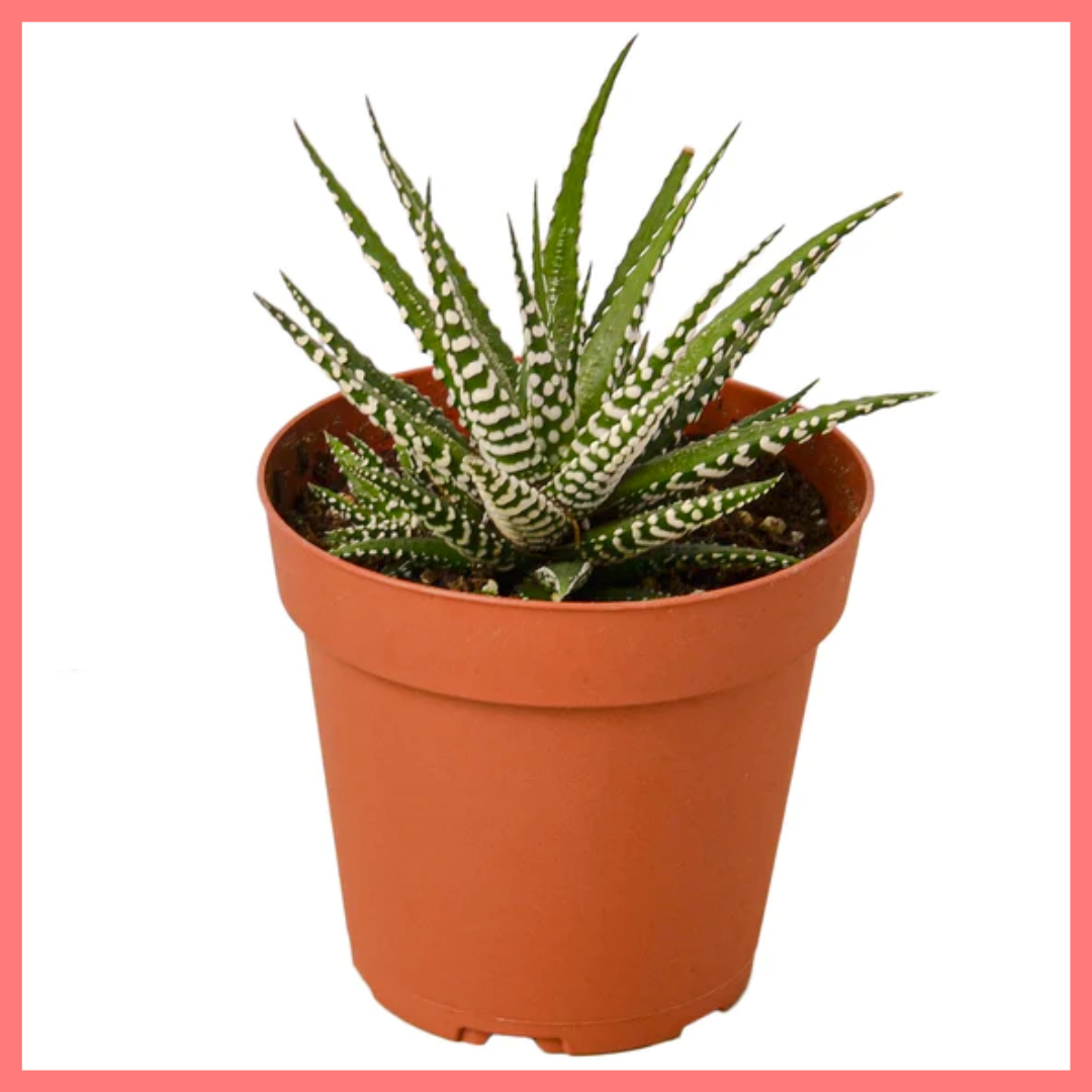 The Harper Succulent-thumbmail-2