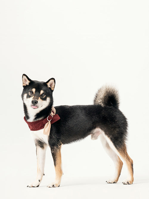 2 in 1 BANDANA - Beige/Red-thumbmail-2