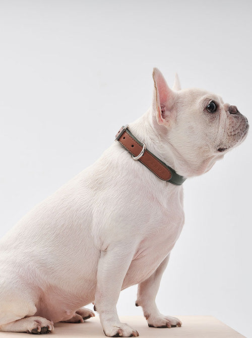HART DOUBLE COLORS COLLAR - GREEN ORANGE-thumbmail-3