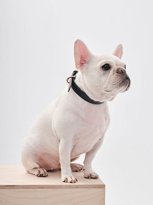 HART DOUBLE COLORS COLLAR - BLUE ORANGE-thumbmail-3