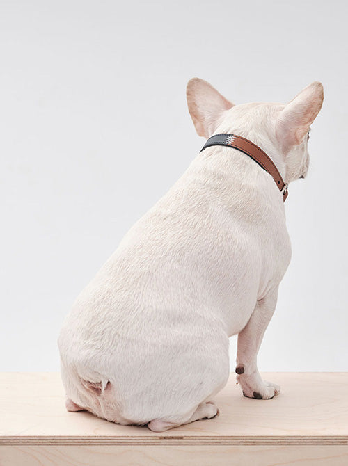 HART DOUBLE COLORS COLLAR - BLUE ORANGE-thumbmail-7