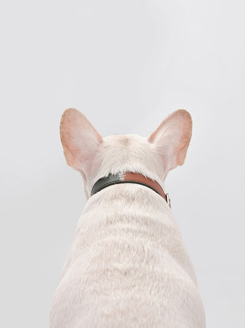 HART DOUBLE COLORS COLLAR - GREEN ORANGE-thumbmail-5