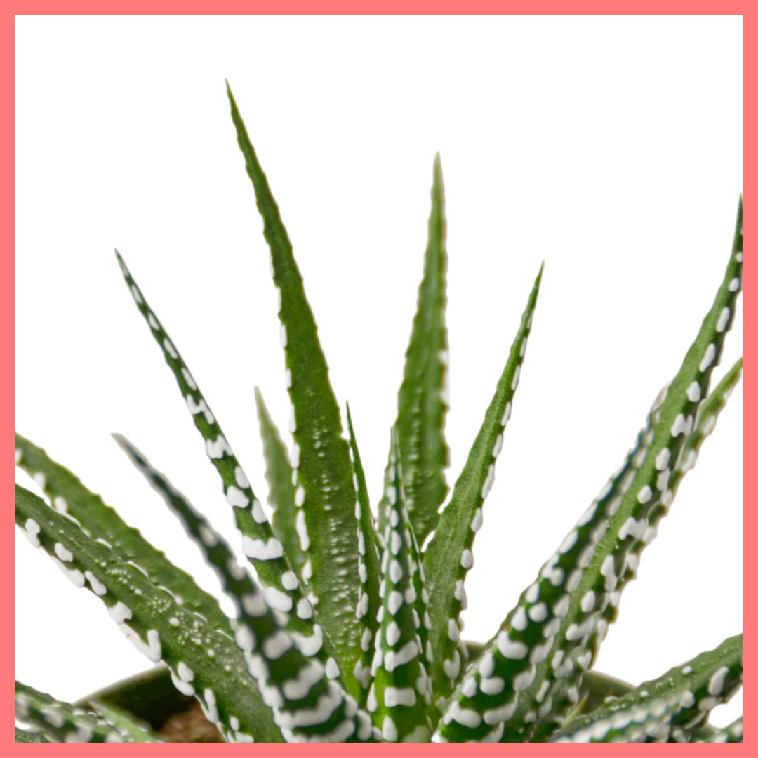 The Harper Succulent-thumbmail-1