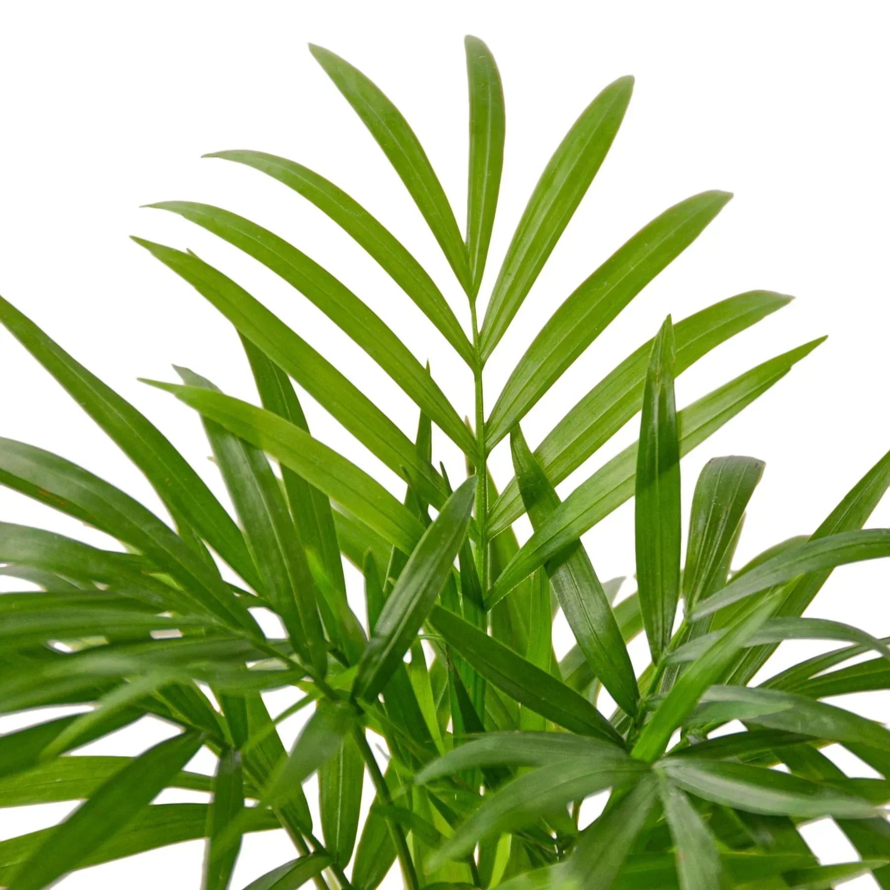 Parlor Palm Plant-thumbmail-4