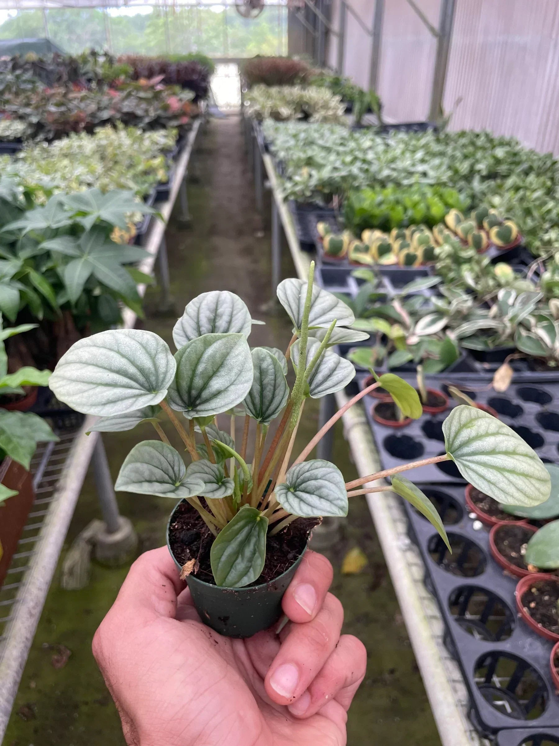 Peperomia 'Frost'-thumbmail-6