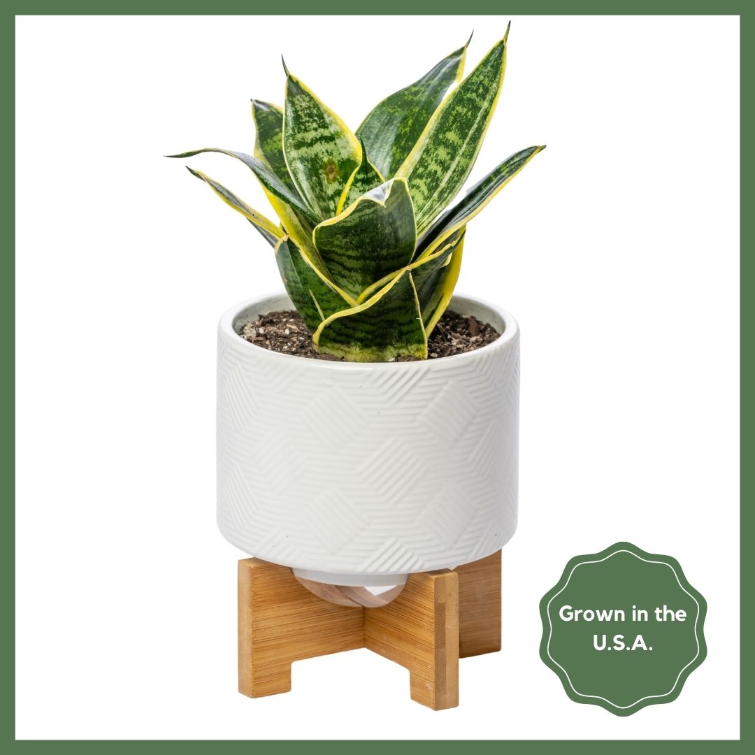 Greenhouse Choice - Surprise Plant-thumbmail-6