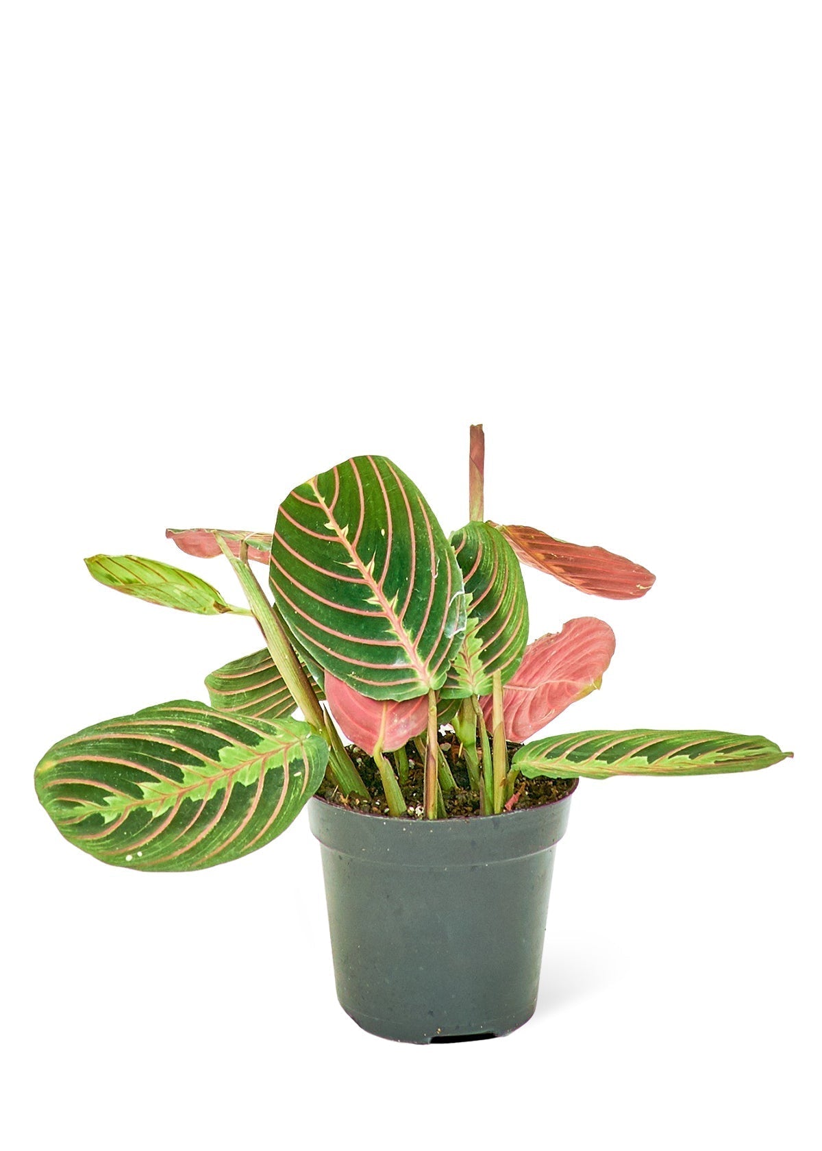 Red Prayer Plant-thumbmail-3