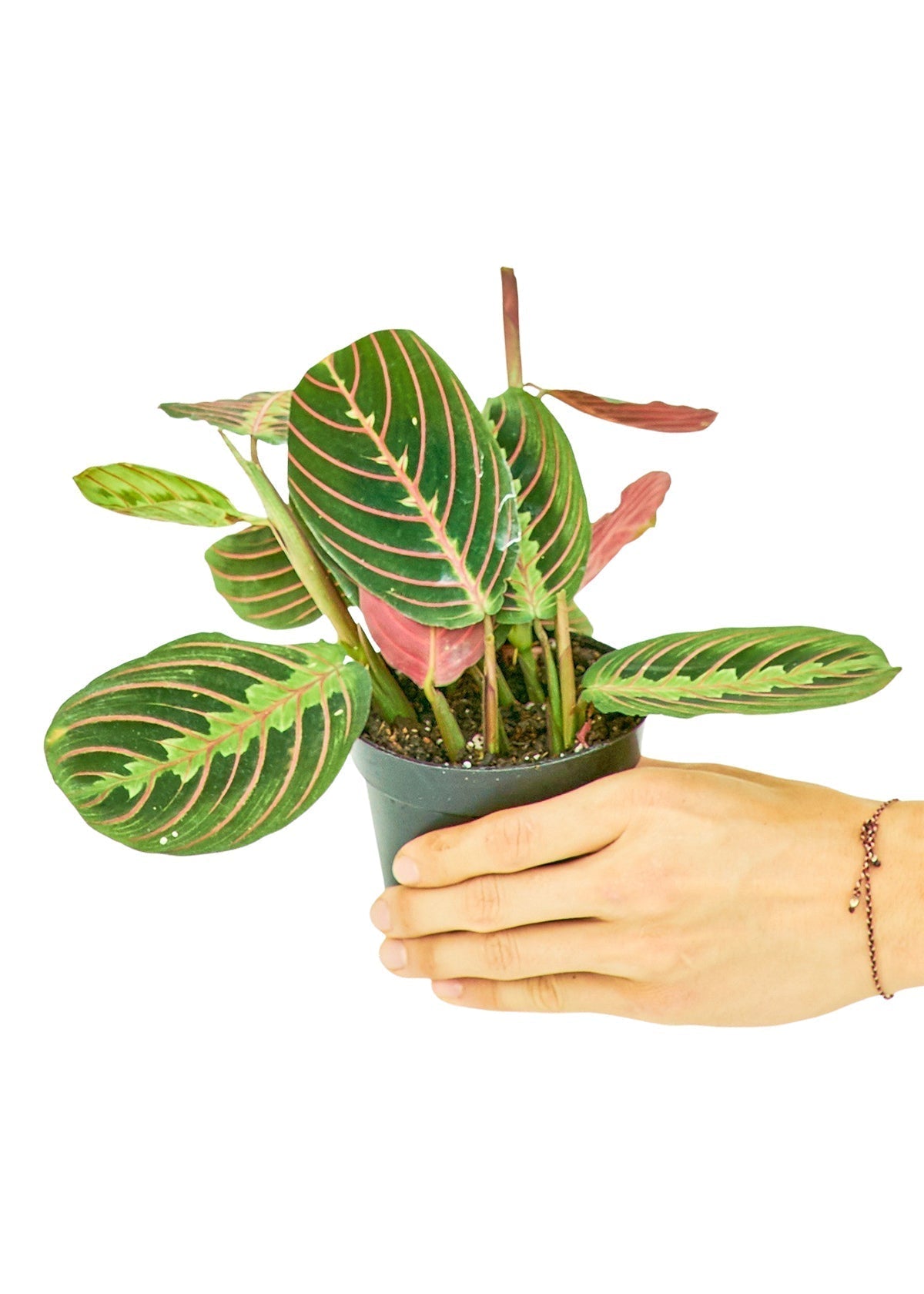 Red Prayer Plant-thumbmail-1