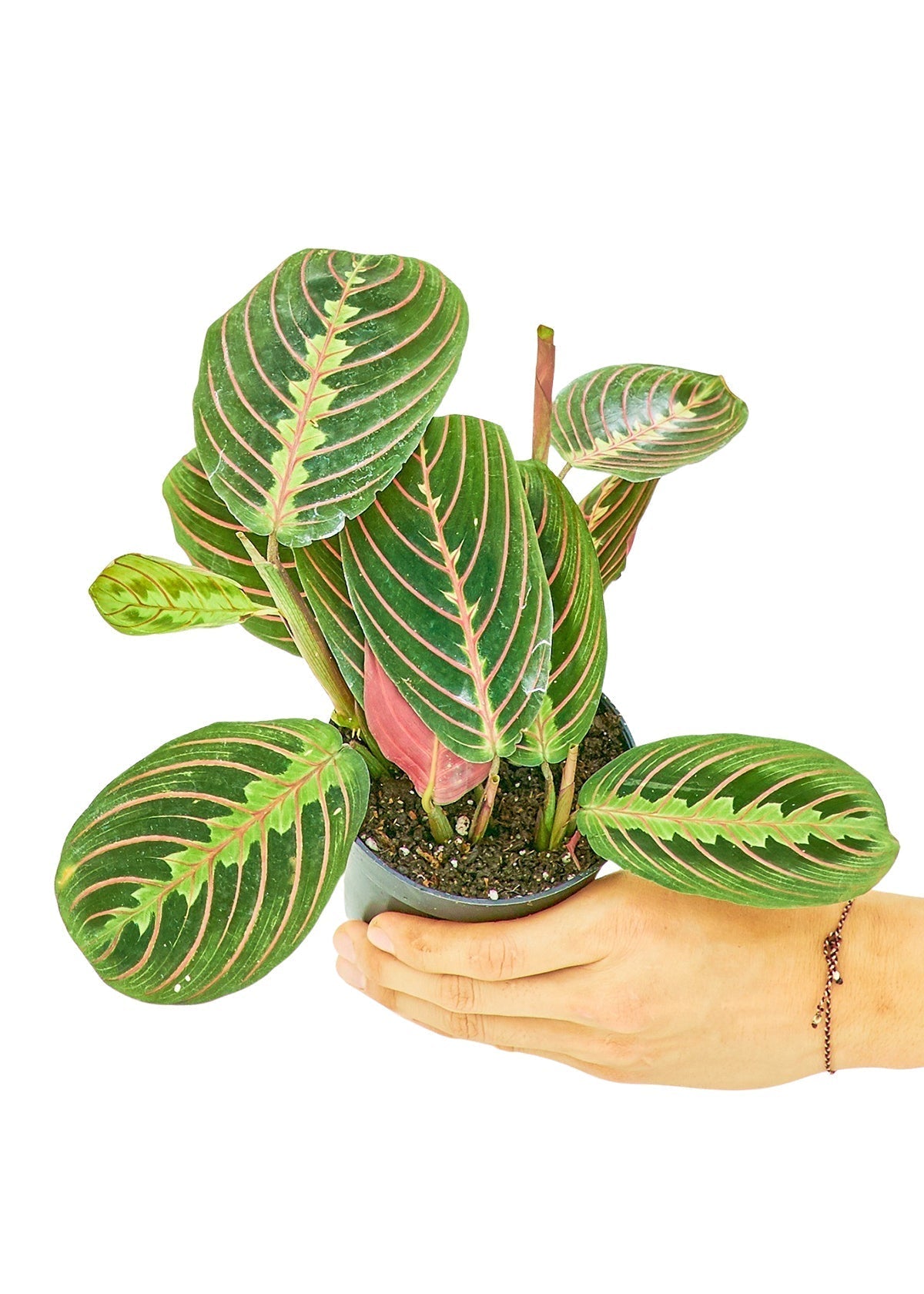 Red Prayer Plant-thumbmail-2