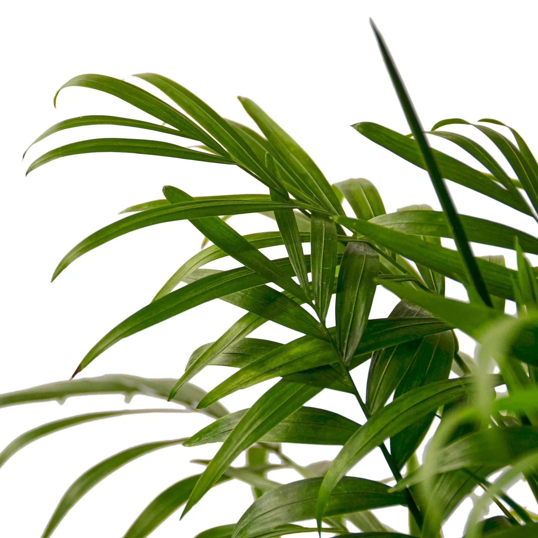 Parlor Palm Plant-thumbmail-1