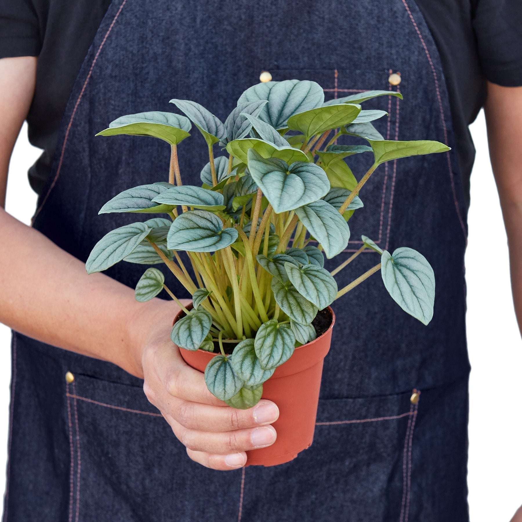 Peperomia 'Frost'-thumbmail-1