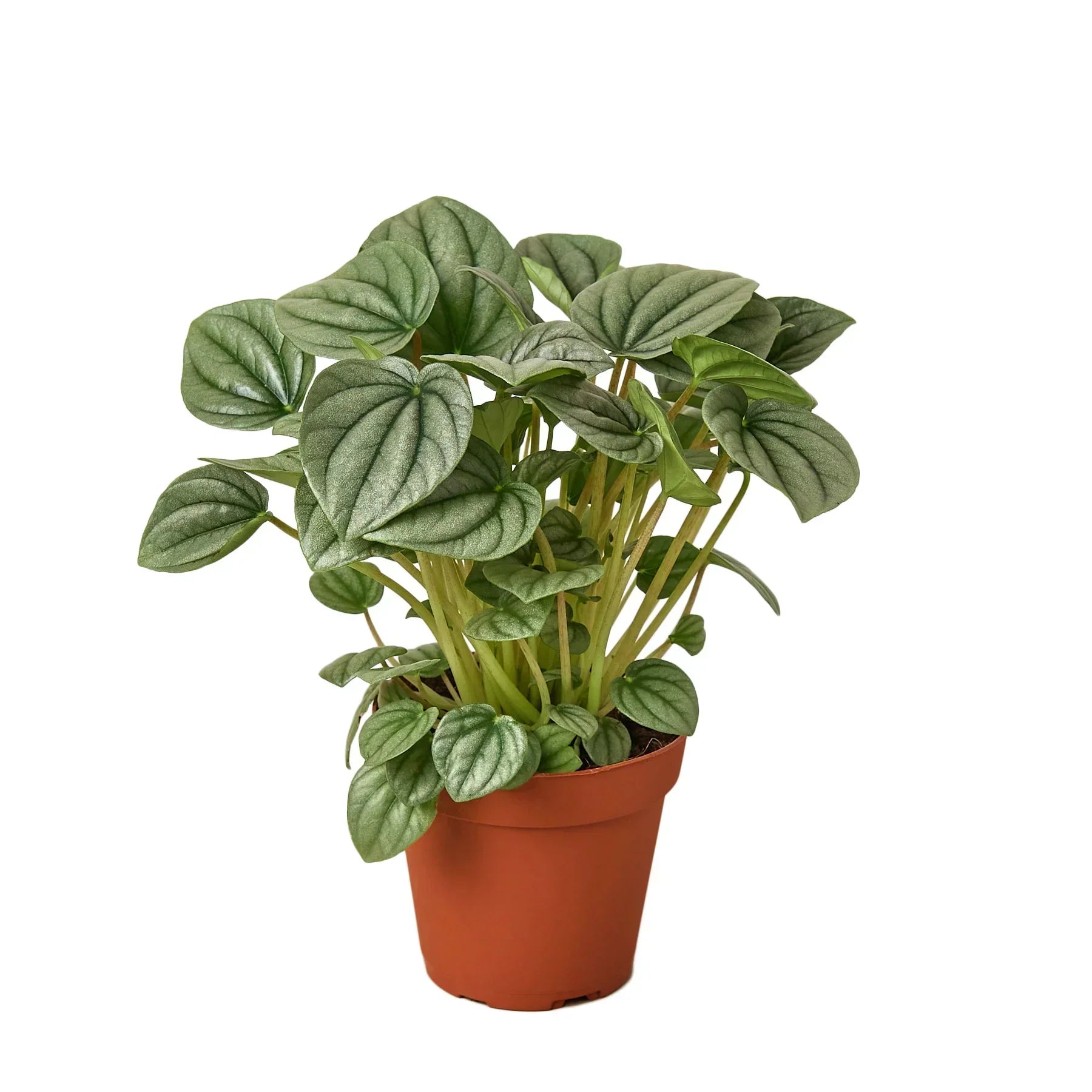 Peperomia 'Frost'-thumbmail-4