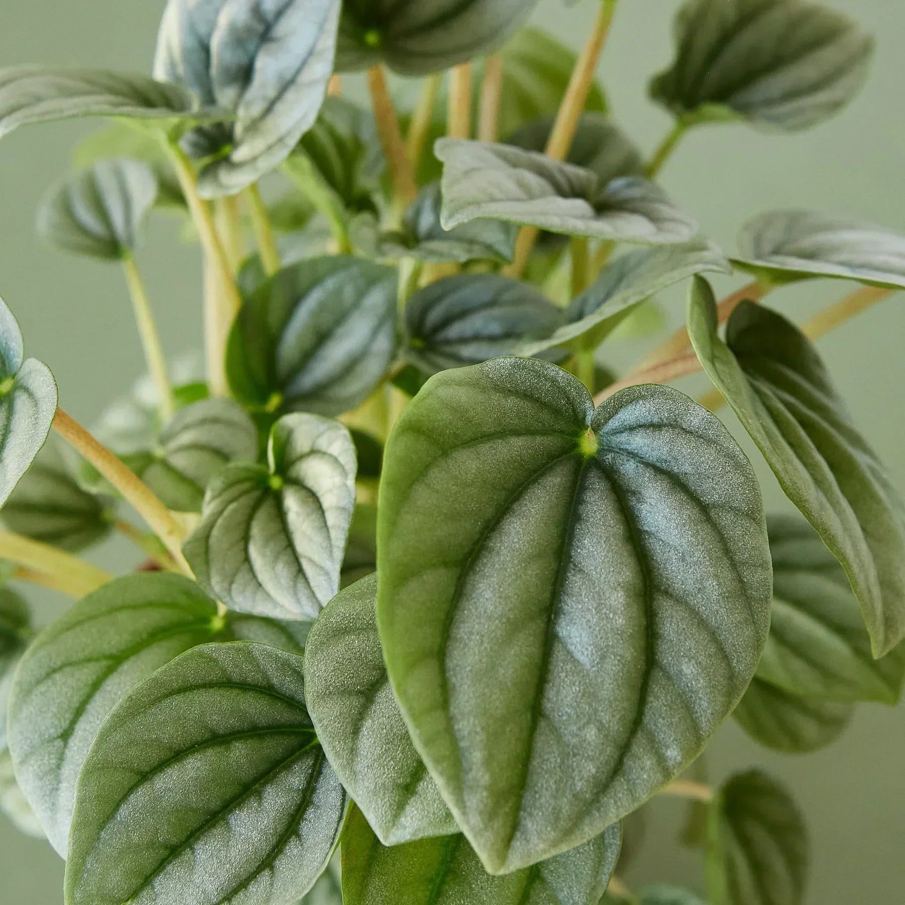 Peperomia 'Frost'-thumbmail-5