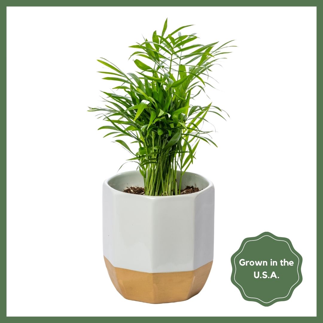 Greenhouse Choice - Surprise Plant-thumbmail-1