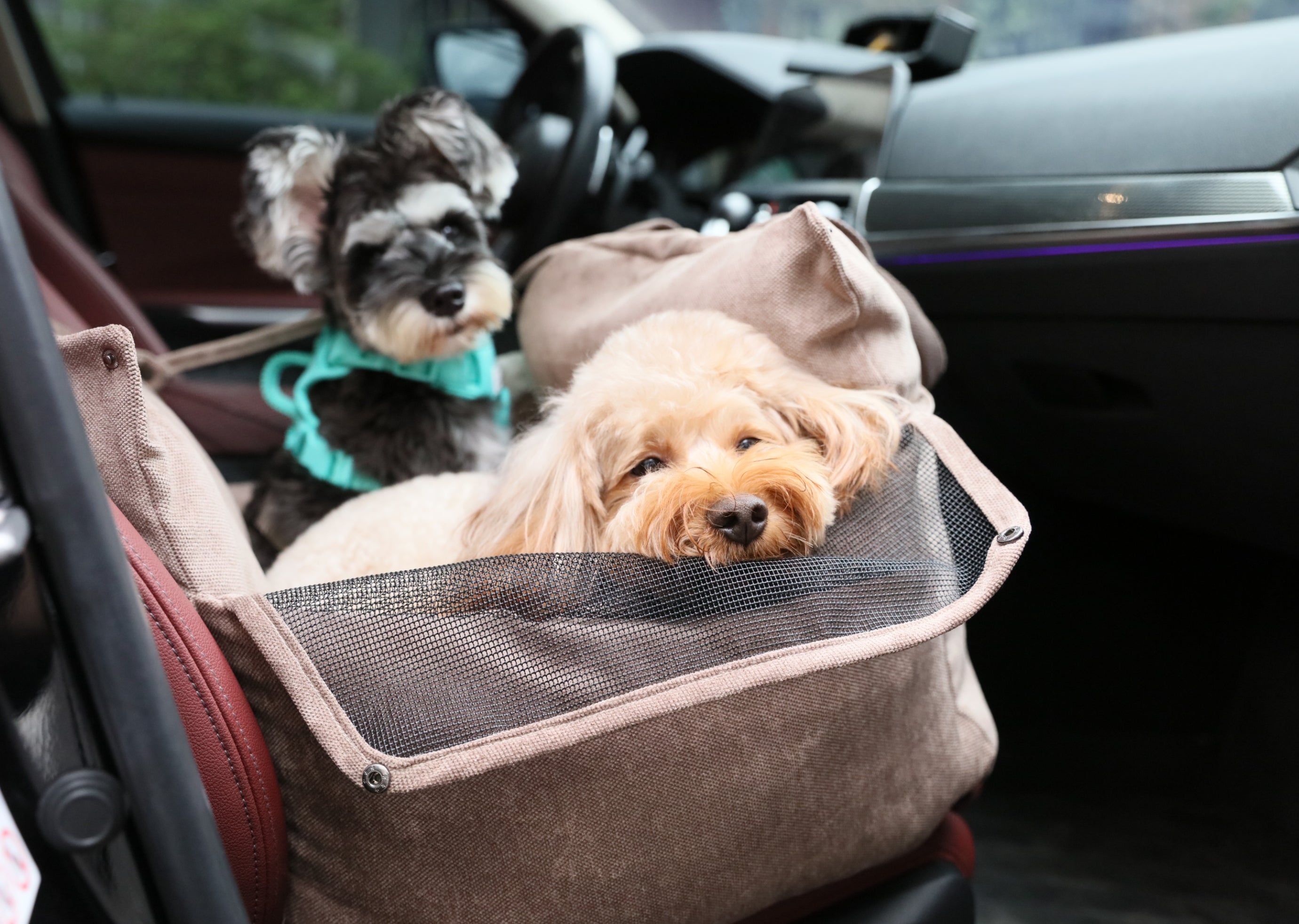 Puff Guard Dog Car Seat - Pink-thumbmail-2