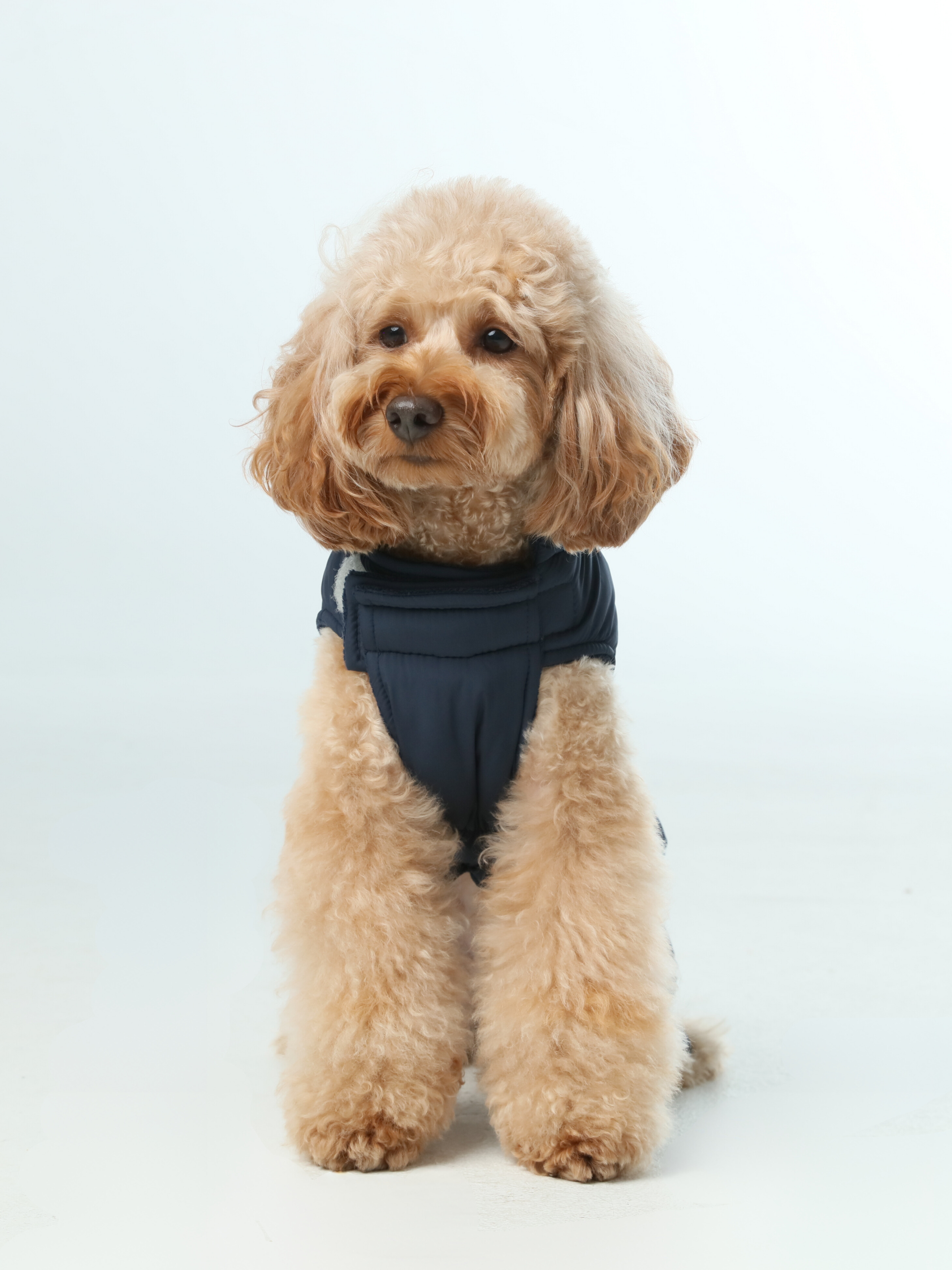 Reversible Dog Vest Jacket - Blue-thumbmail-3