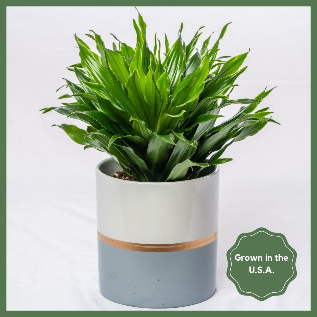 Plant Subscription - 3 Months-thumbmail-1