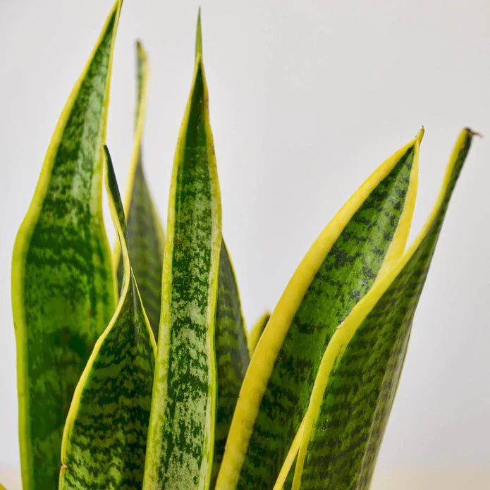 Snake Plant Laurentii-thumbmail-4