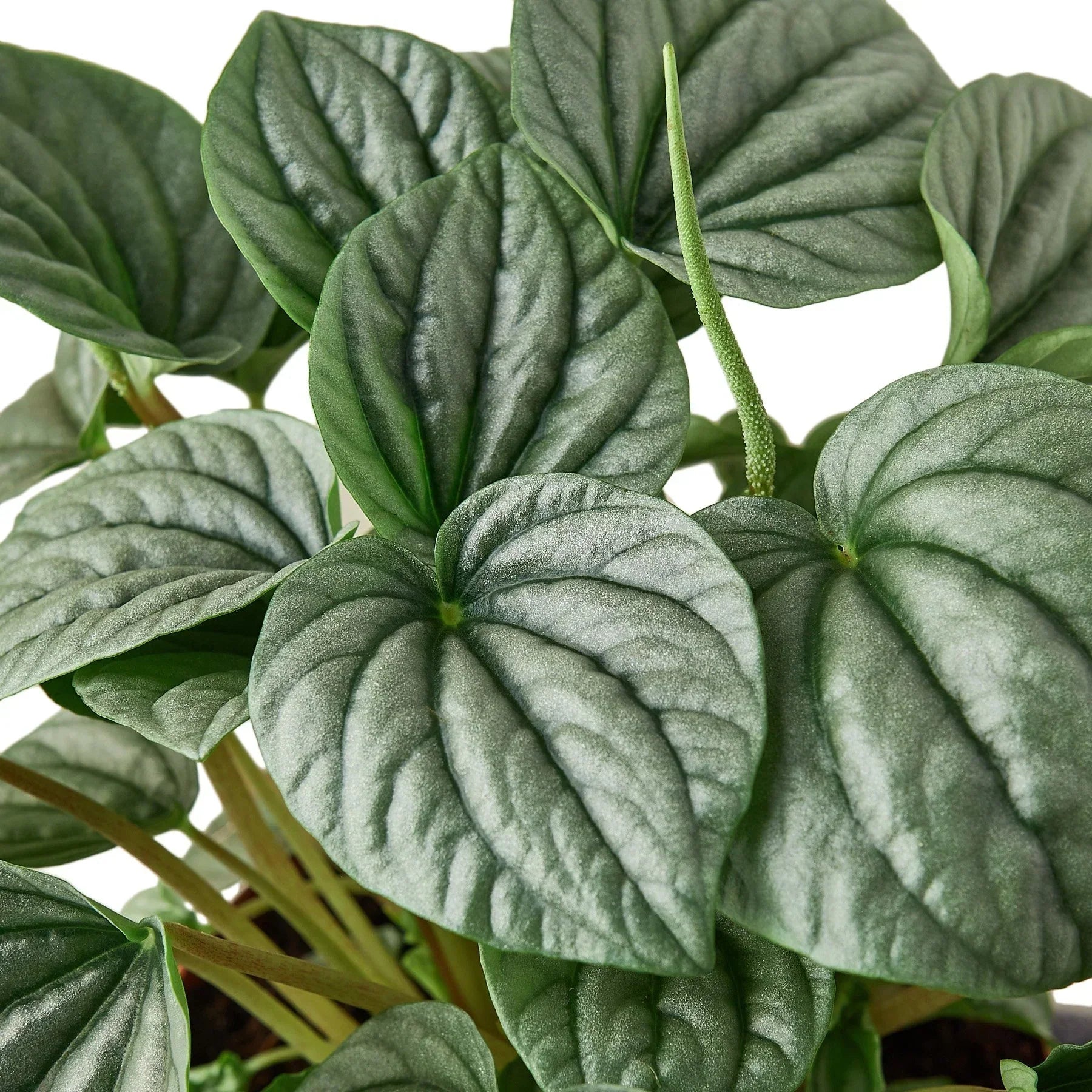 Peperomia 'Frost'-thumbmail-3