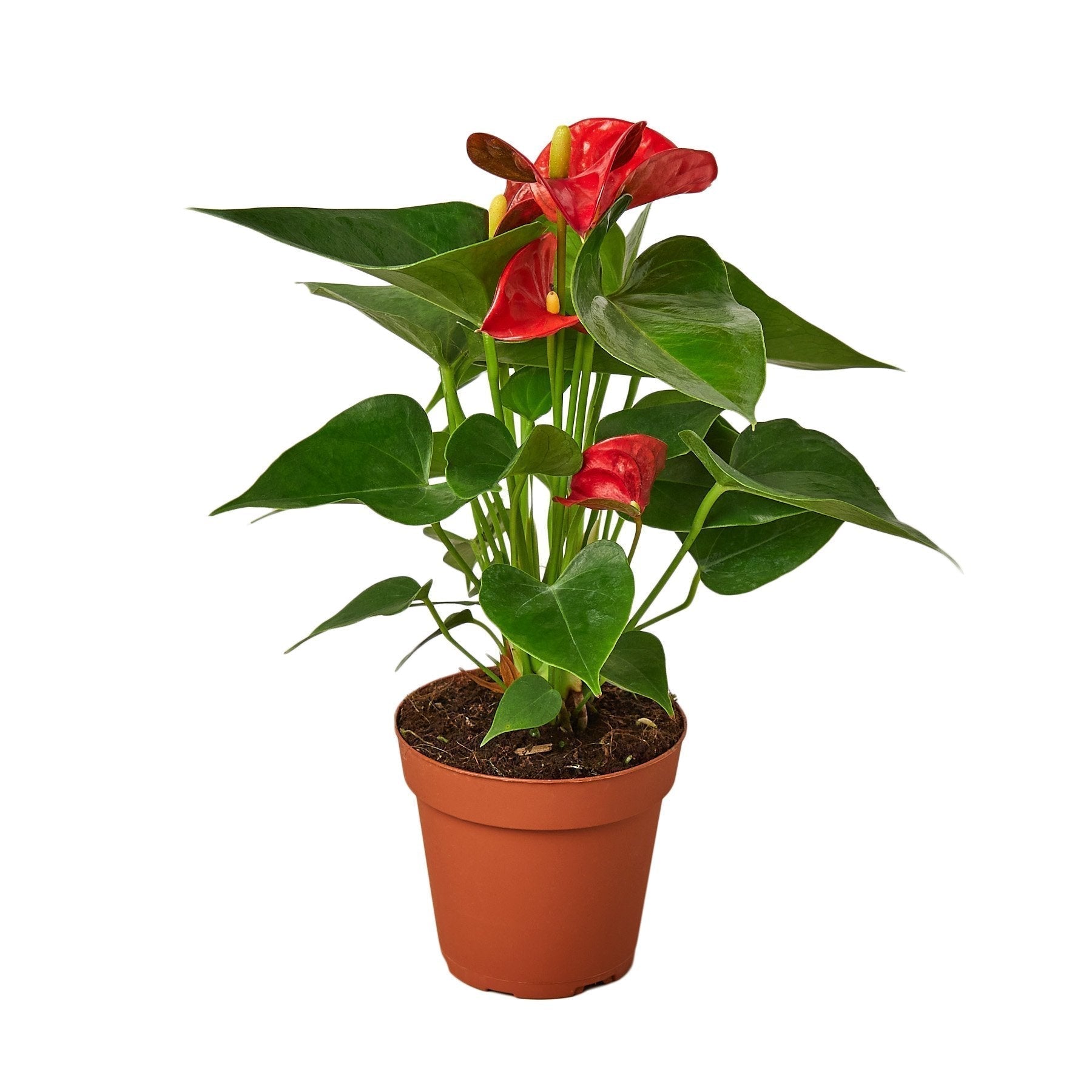 Anthurium 'Red'-thumbmail-1