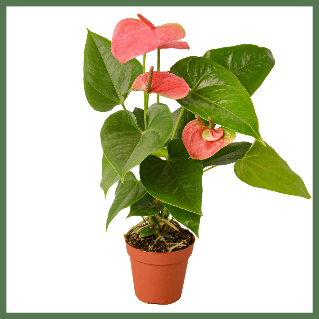 Anthurium 'Pink'-thumbmail-1