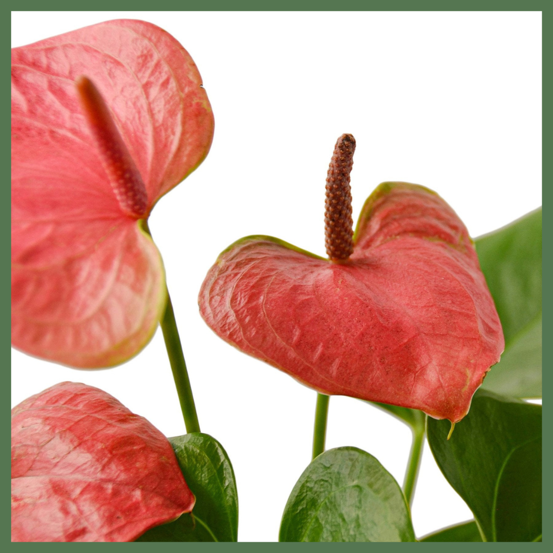 Anthurium 'Pink'-thumbmail-4
