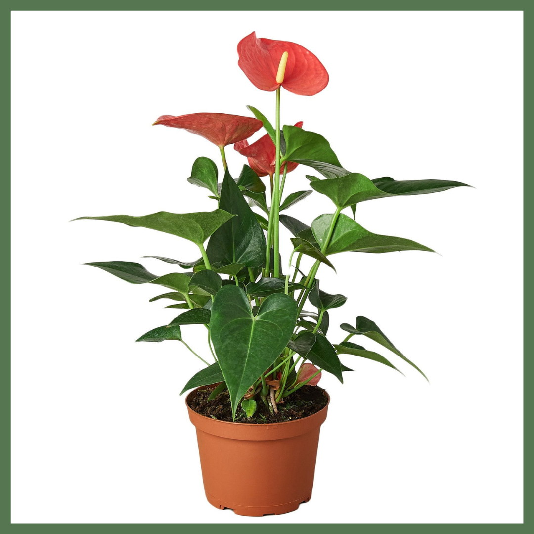 Anthurium 'Pink'-thumbmail-3