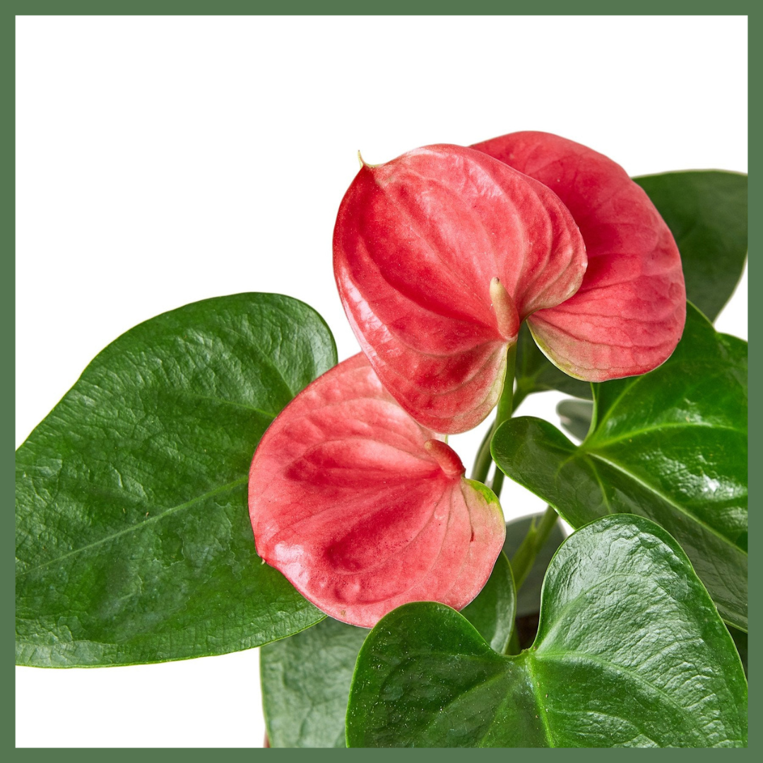 Anthurium 'Pink'-thumbmail-2