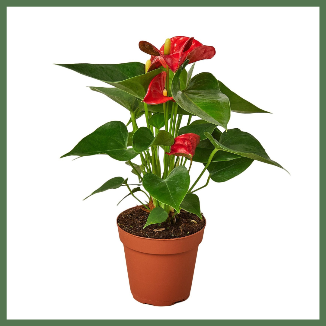 Anthurium 'Red'-thumbmail-2