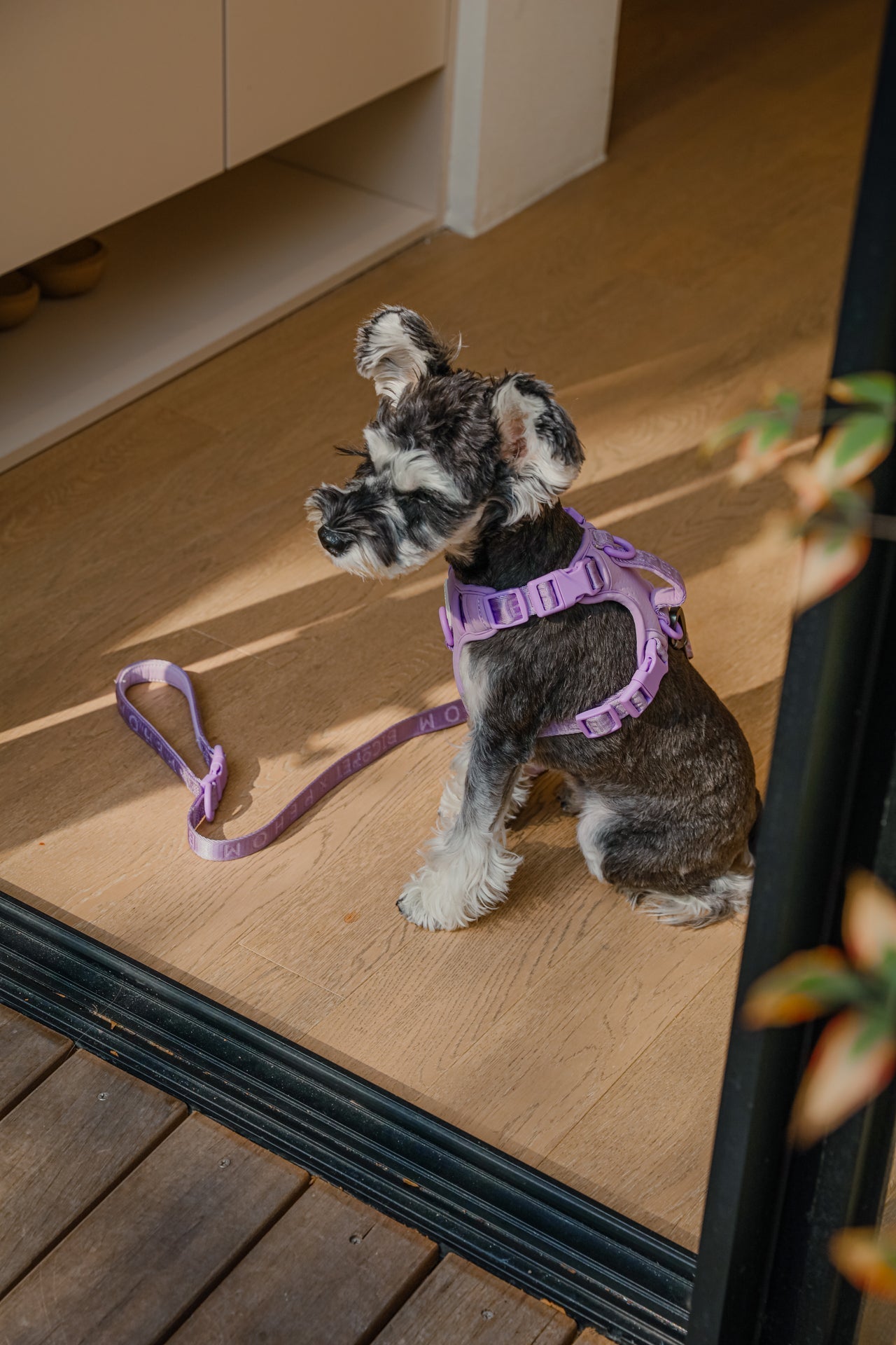 NO PULL ACTIVE  PET HARNESS - MINT PURPLE-thumbmail-8