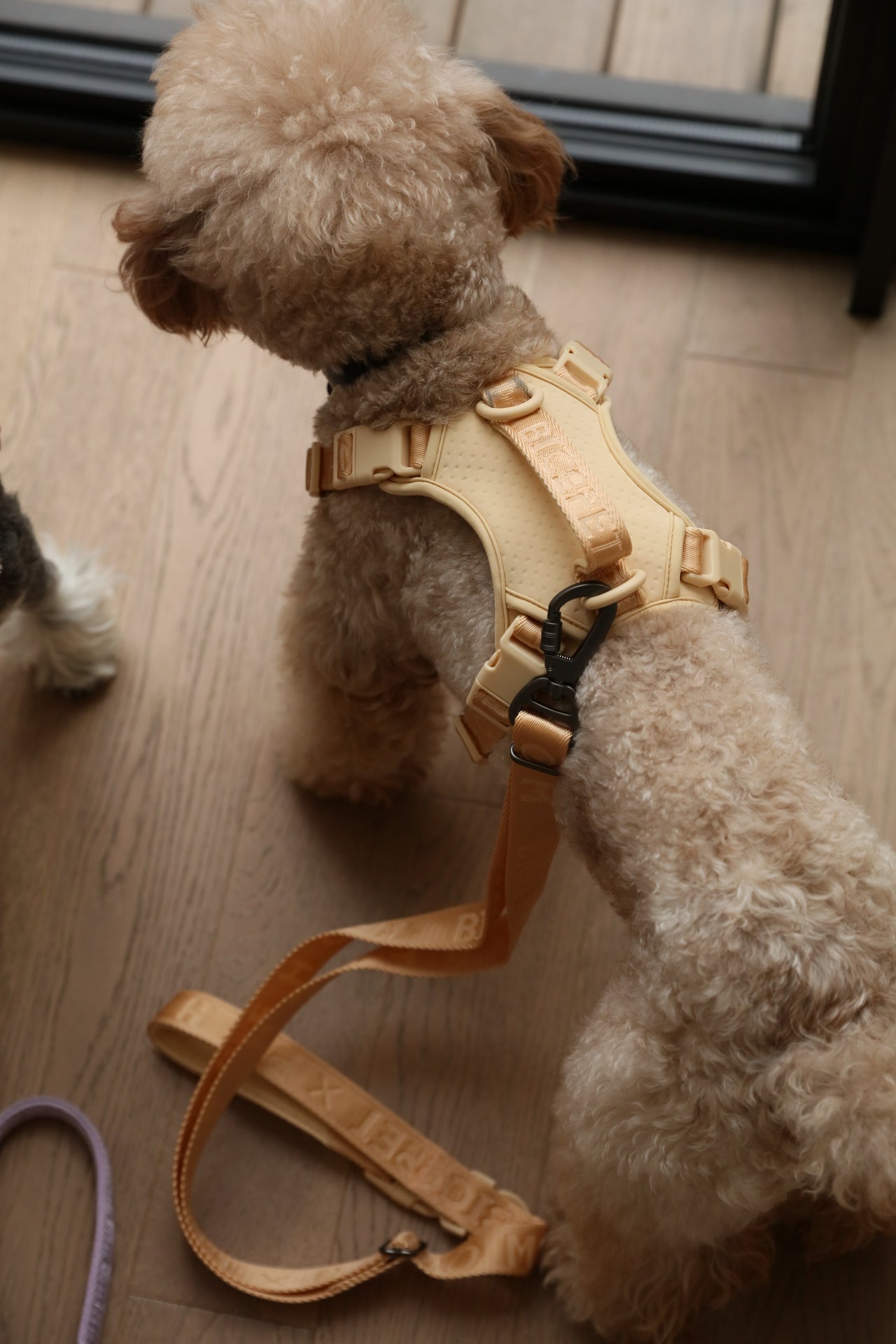 NO PULL ACTIVE  PET HARNESS - APRICOT-thumbmail-6