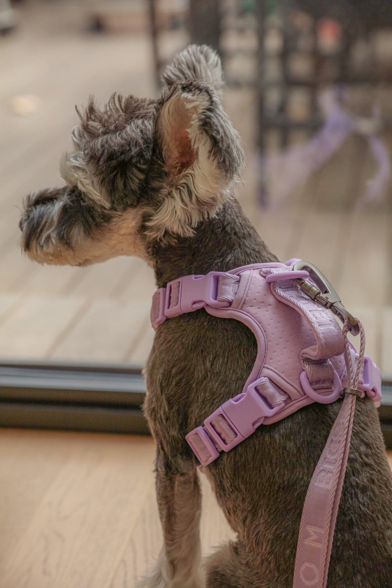 NO PULL ACTIVE  PET HARNESS - MINT PURPLE-thumbmail-3