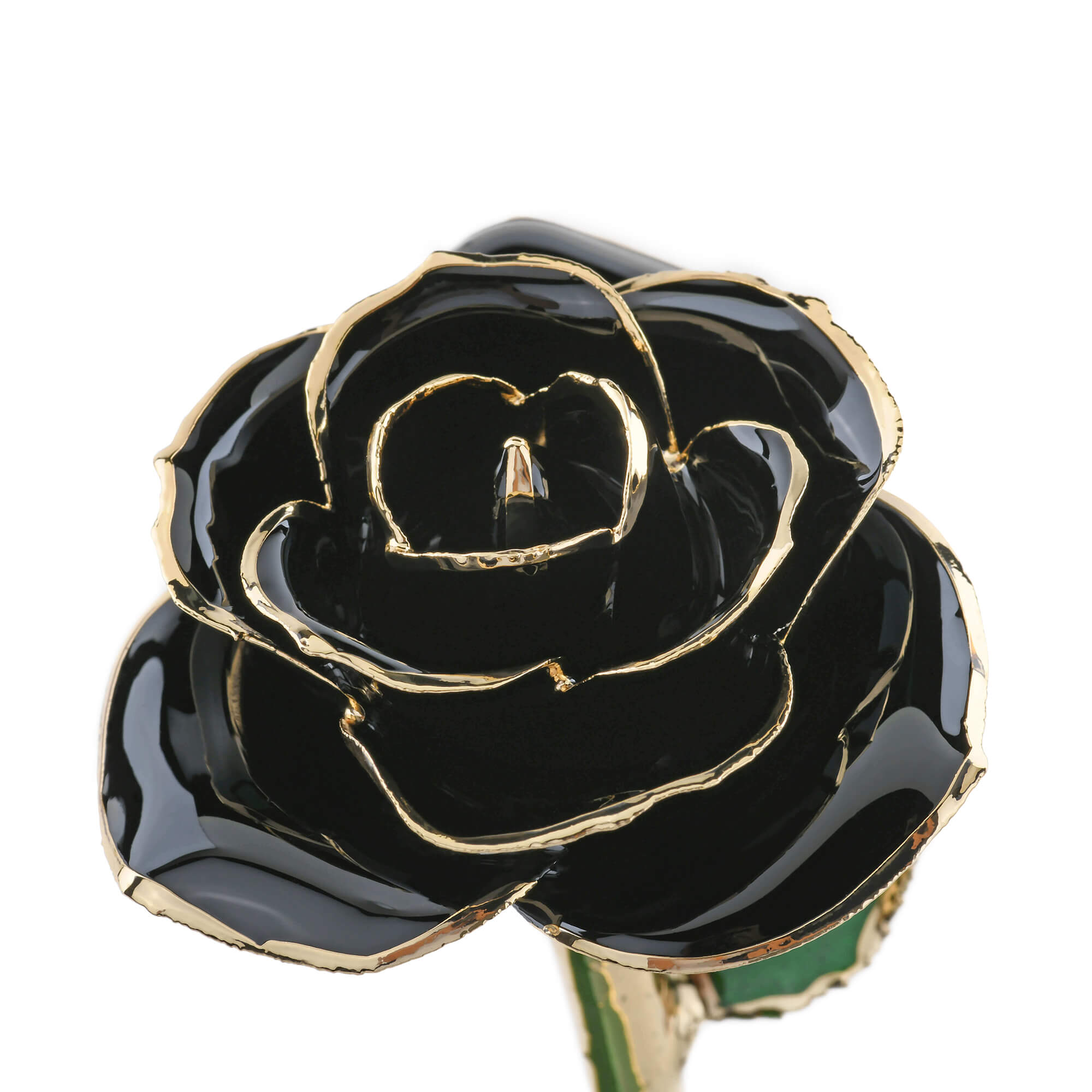 Timeless Rose (Black)-thumbmail-1