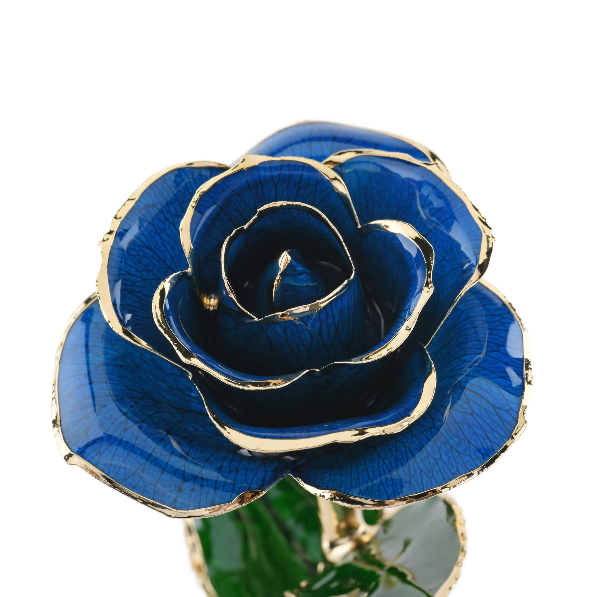 Timeless Rose (Blue)-thumbmail-2