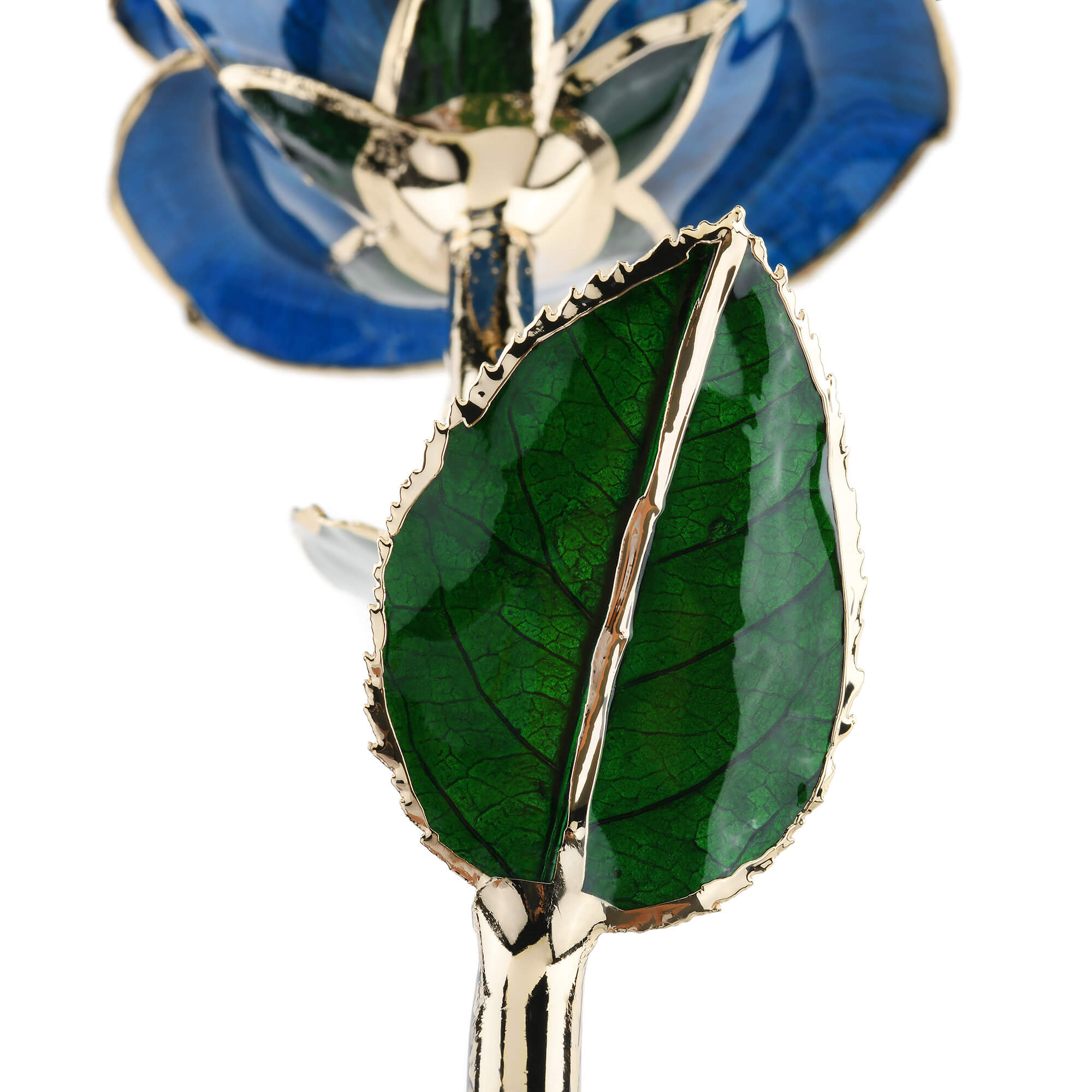 Timeless Rose (Blue)-thumbmail-4