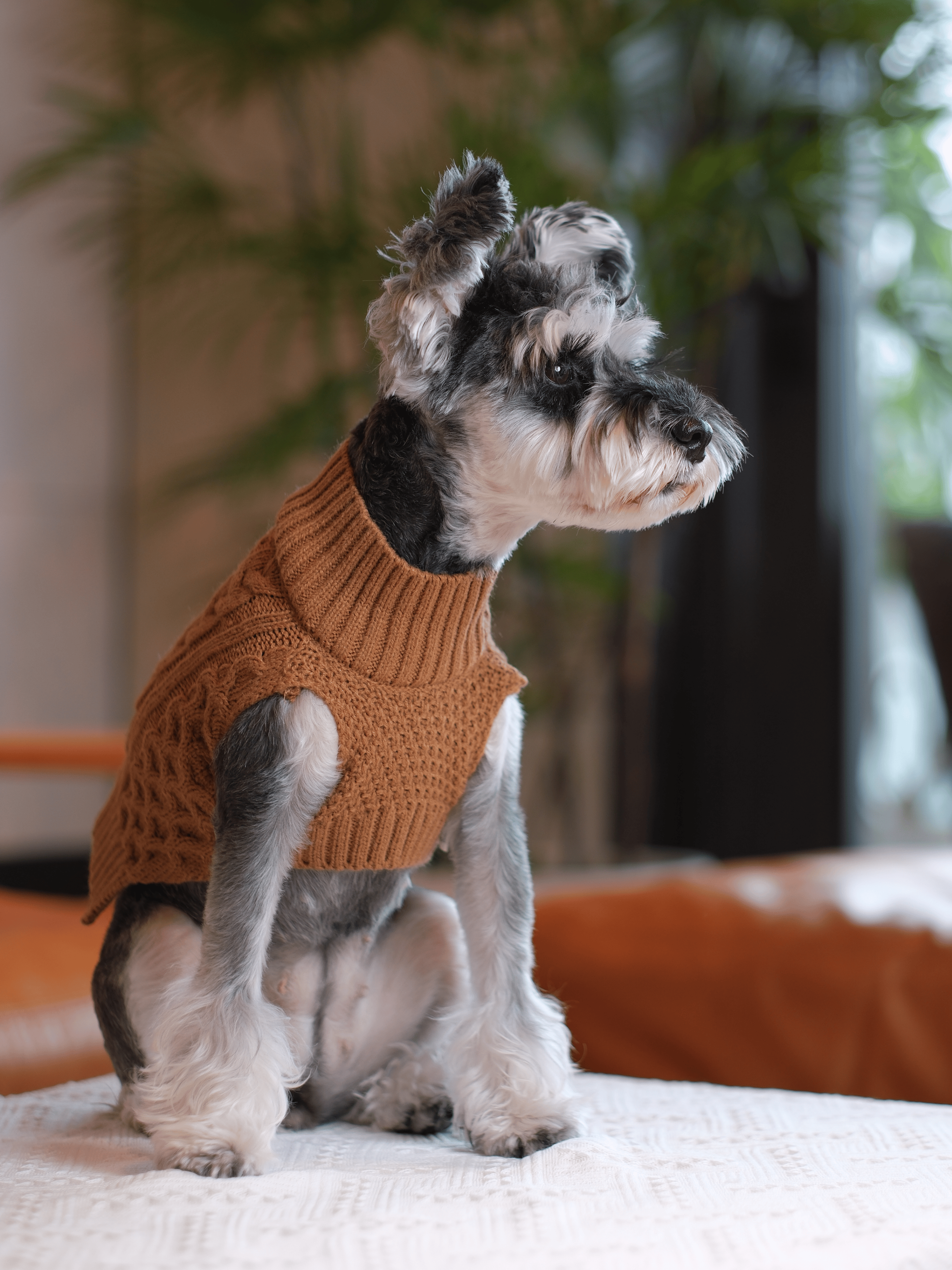 Pet Sweater Vest - Toffee Orange-thumbmail-6
