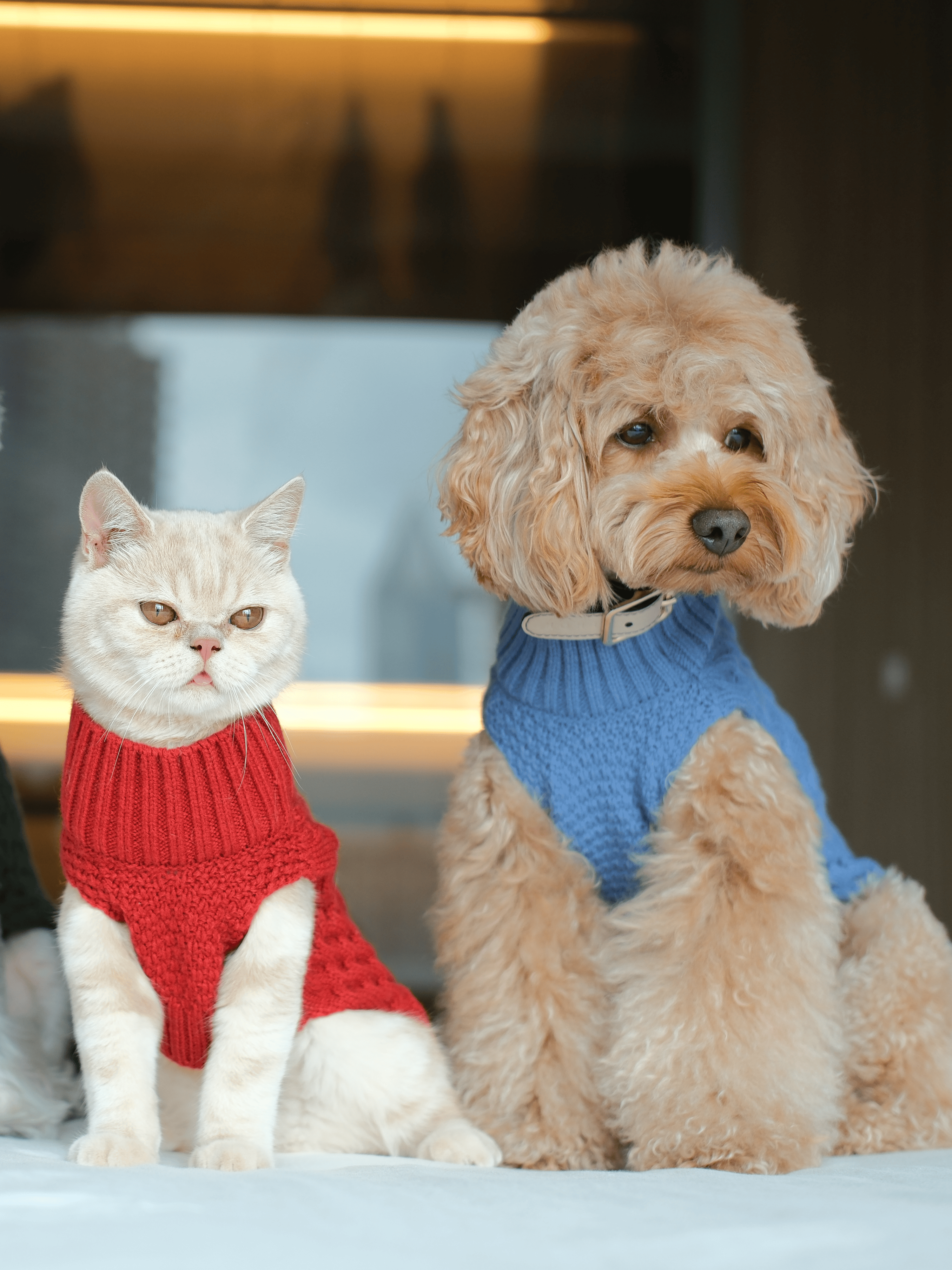 Pet Sweater Vest - Ice Blue-thumbmail-2