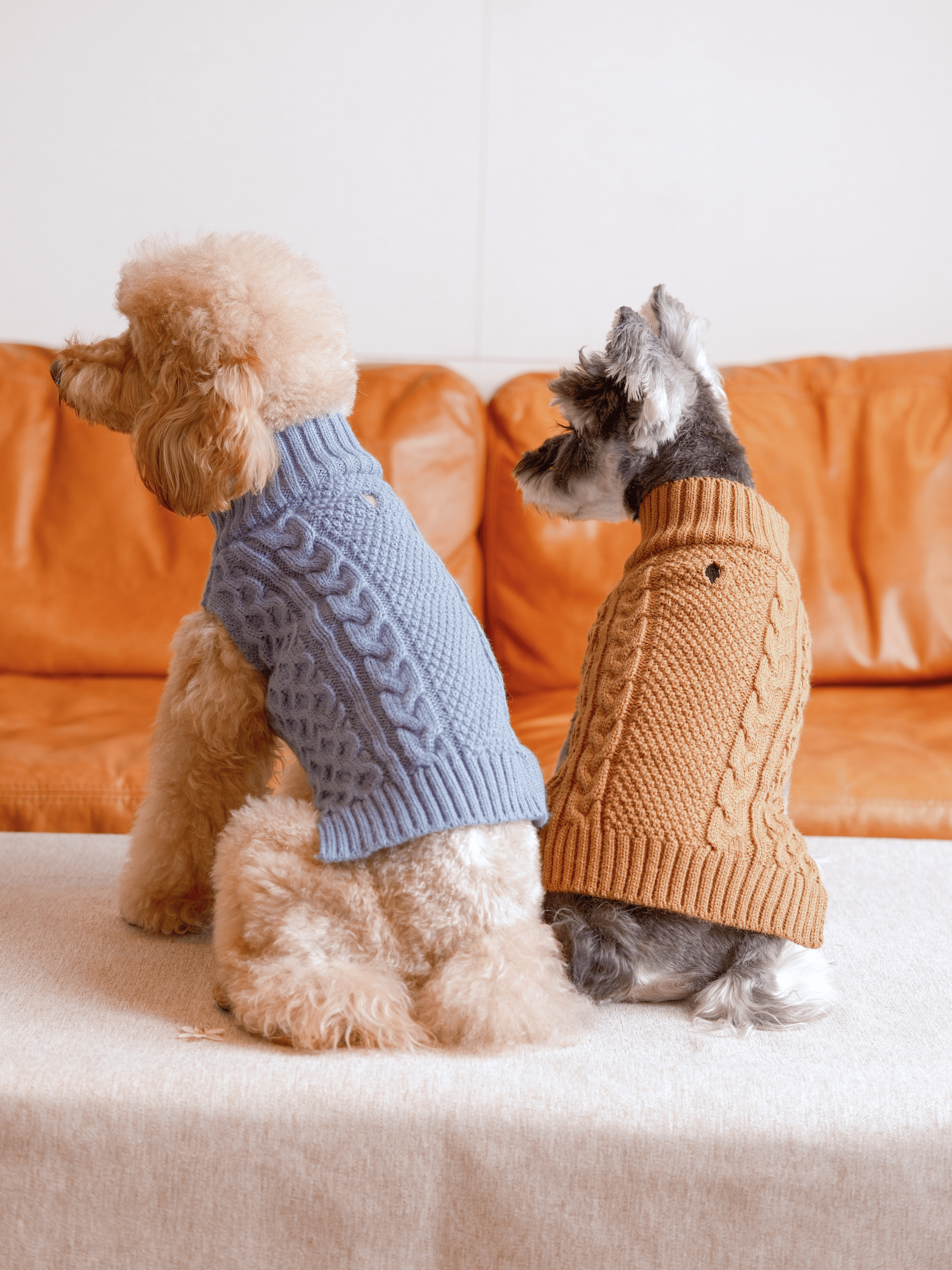 Pet Sweater Vest - Toffee Orange-thumbmail-5