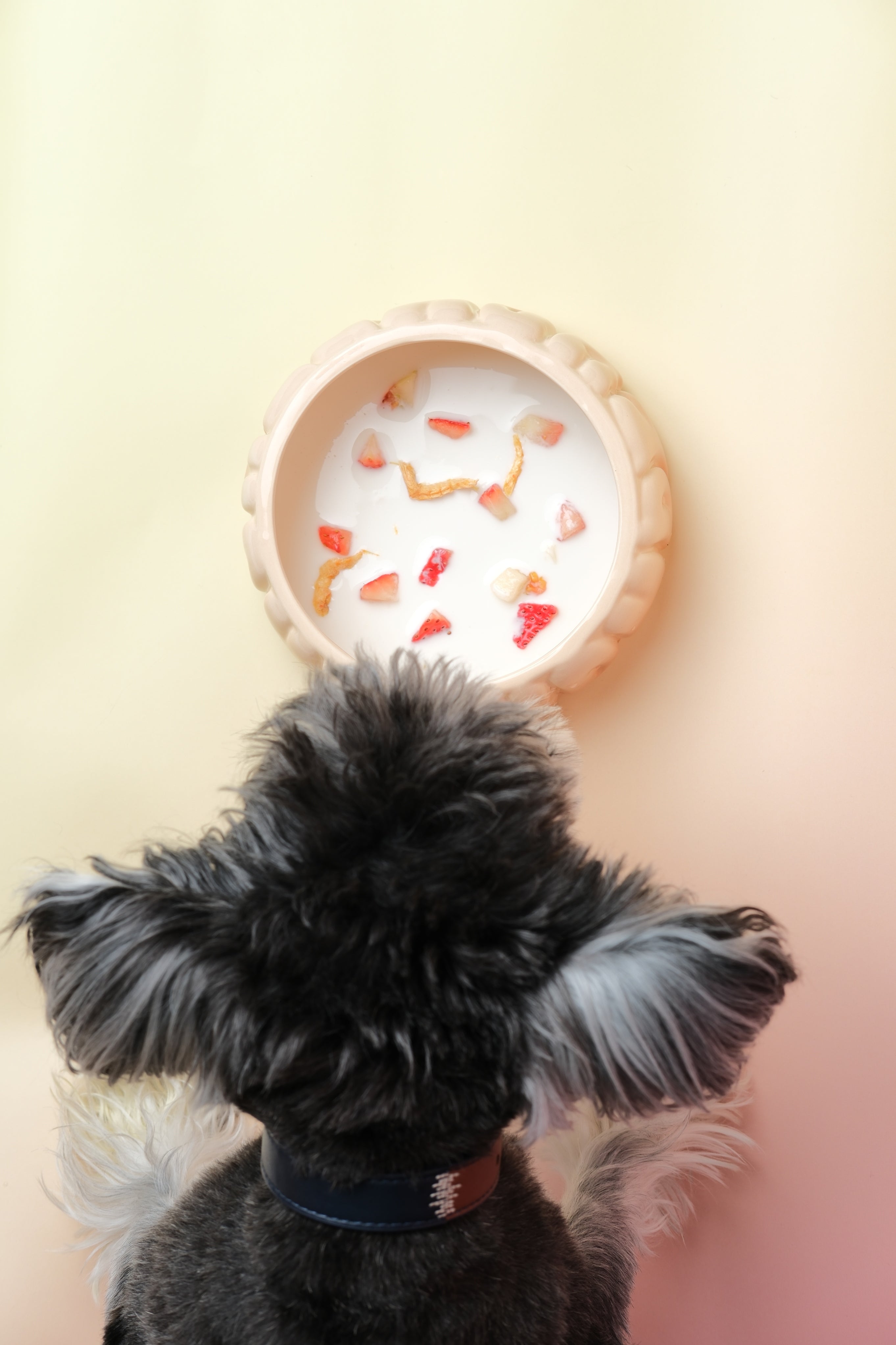 Puff Pet Bowl - Gradient Caramel-thumbmail-3