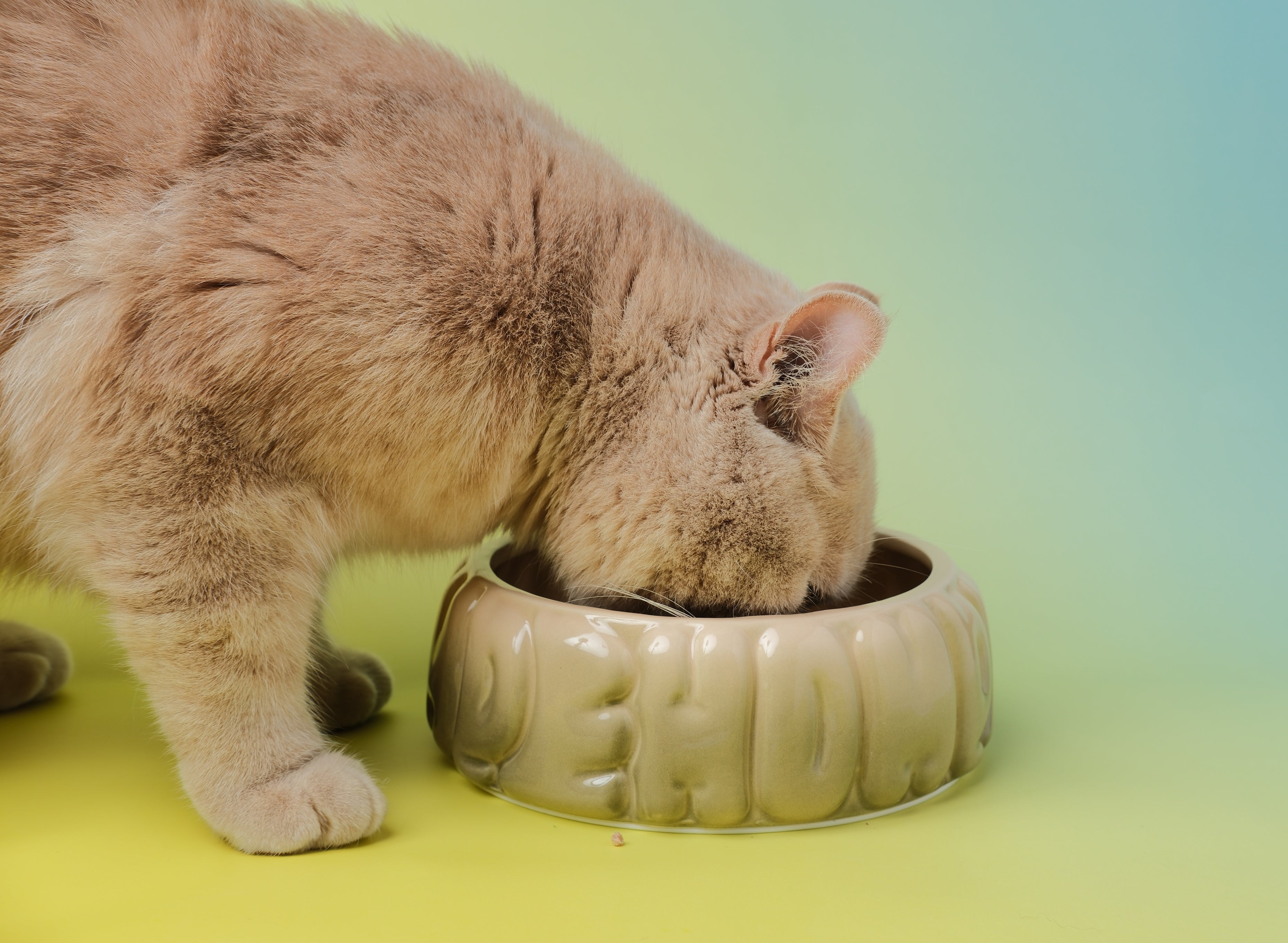 Puff Pet Bowl - Gradient Olive-thumbmail-10