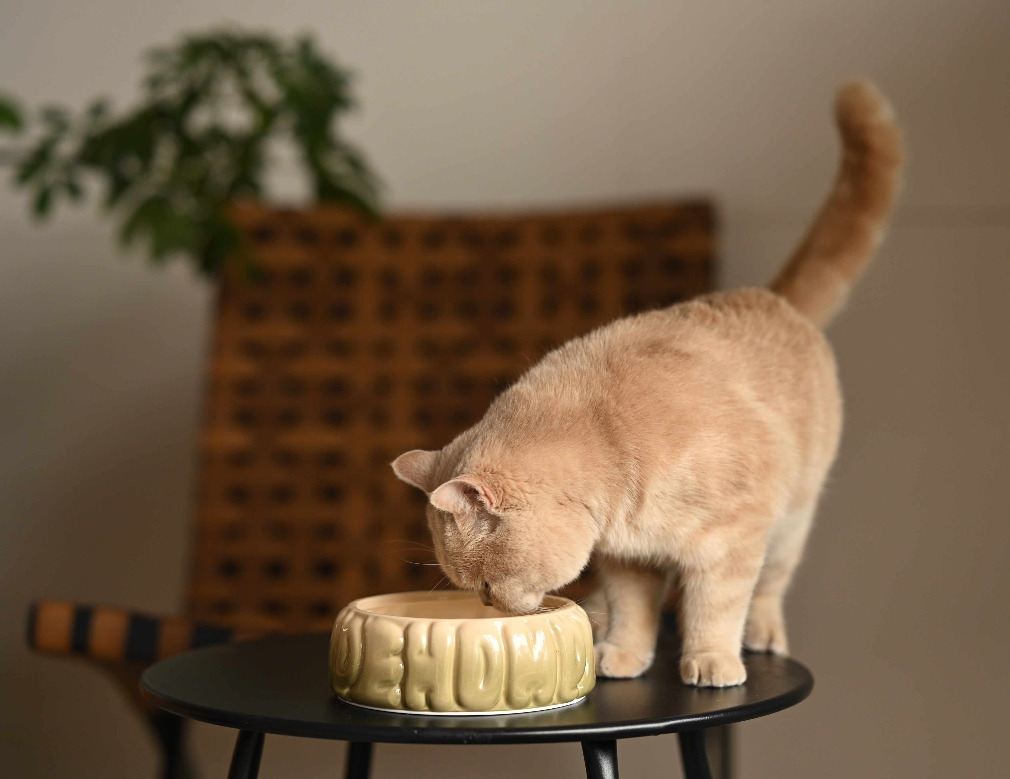 Puff Pet Bowl - Gradient Olive-thumbmail-1