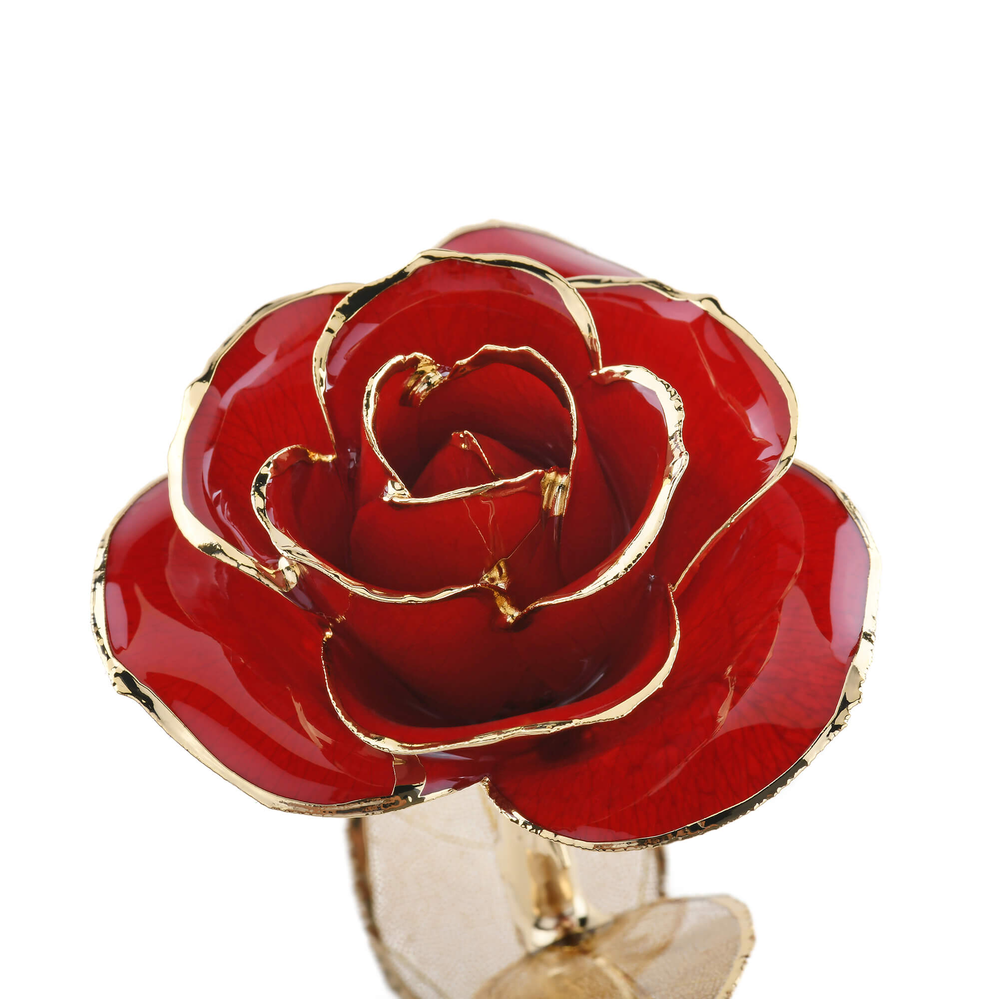 Timeless Rose (Dark Red)-thumbmail-3