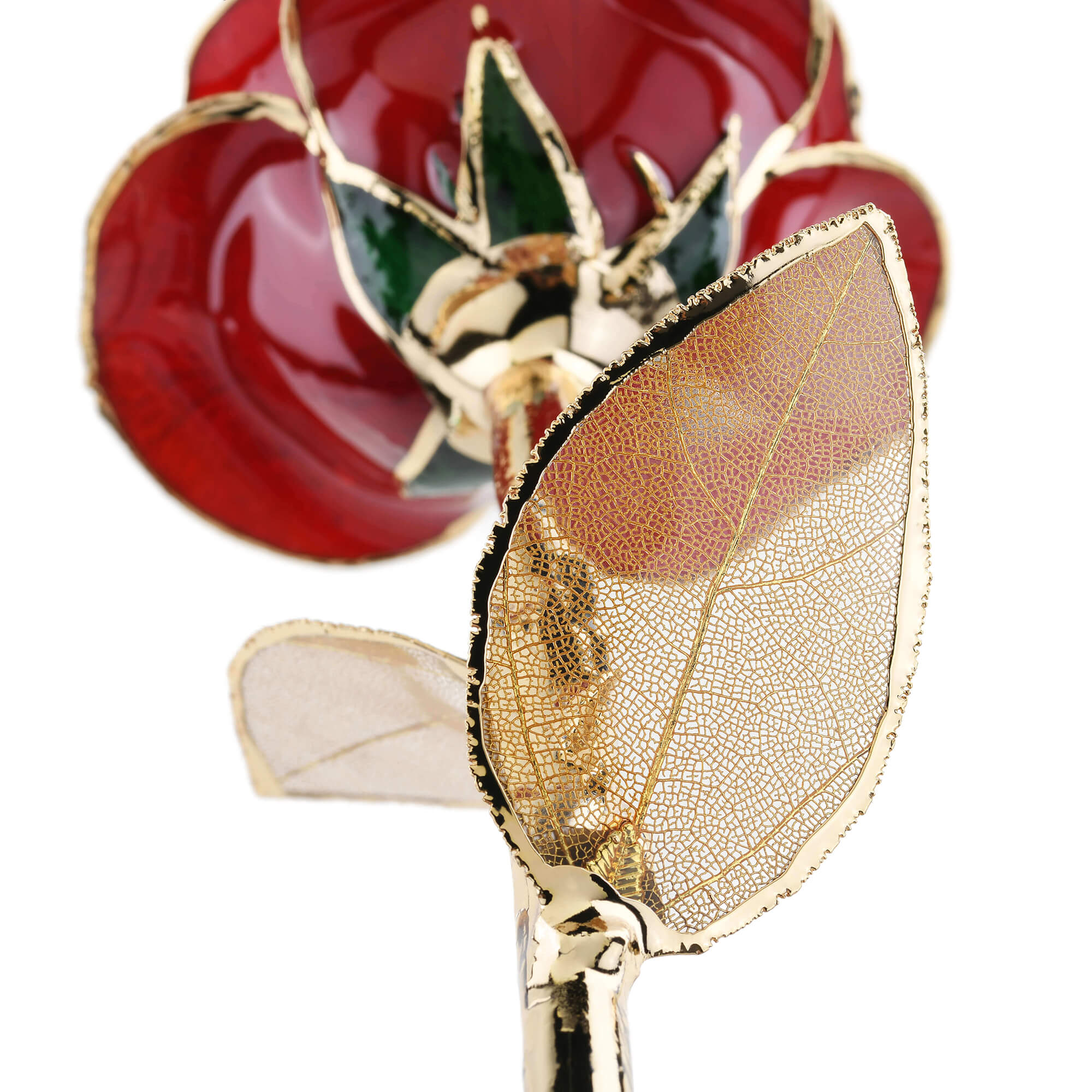 Timeless Rose (Dark Red)-thumbmail-4